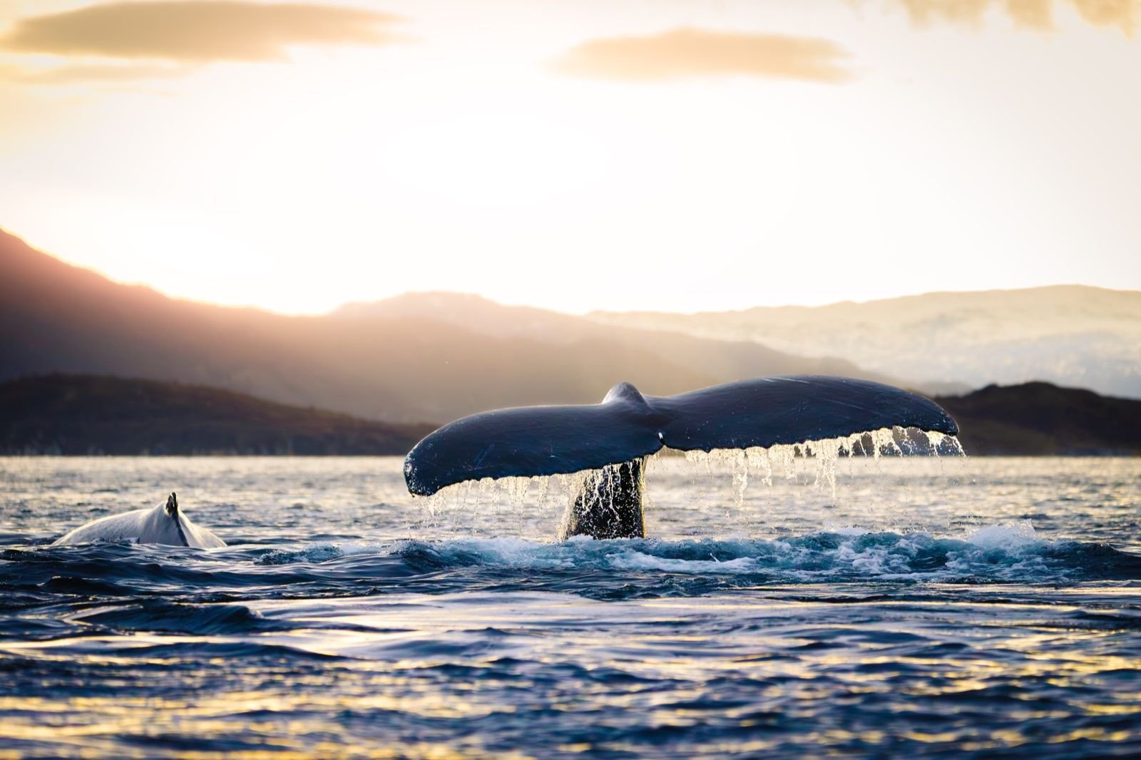 A humpback whale raises its tail above the fjord, water streaming from the fluke, with a second whale surfacing beside it under a golden sky